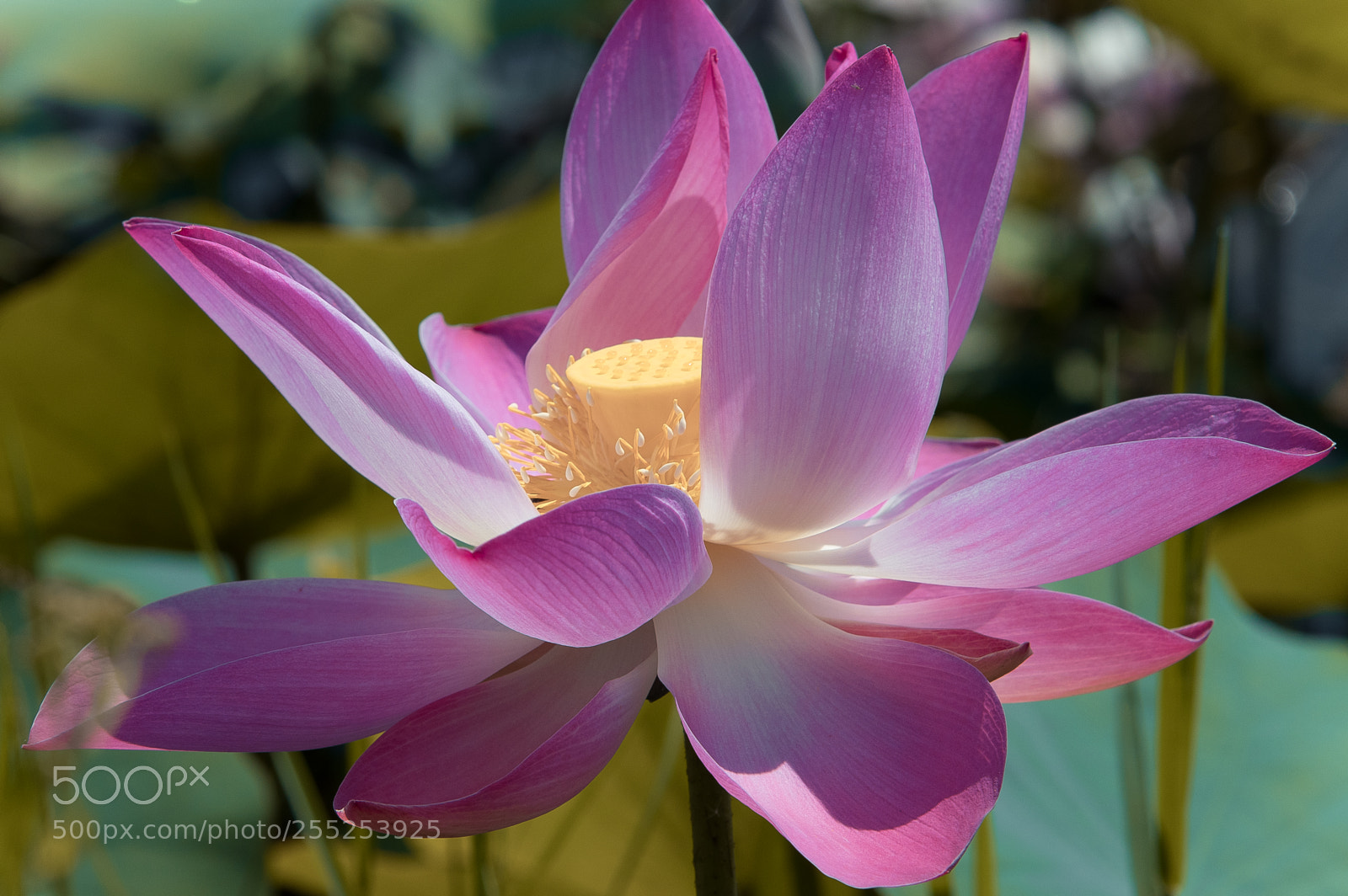 Canon EOS 80D sample photo. Lotus photography