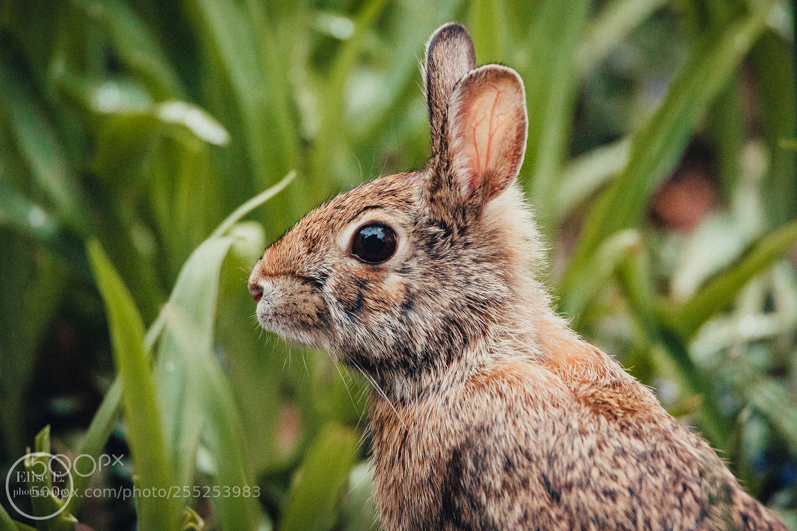 Canon EOS 6D Mark II sample photo. Untitled photography