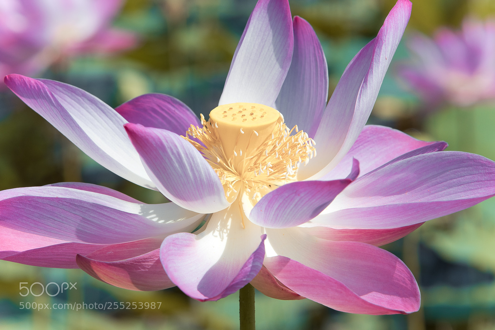 Canon EOS 80D sample photo. Lotus photography