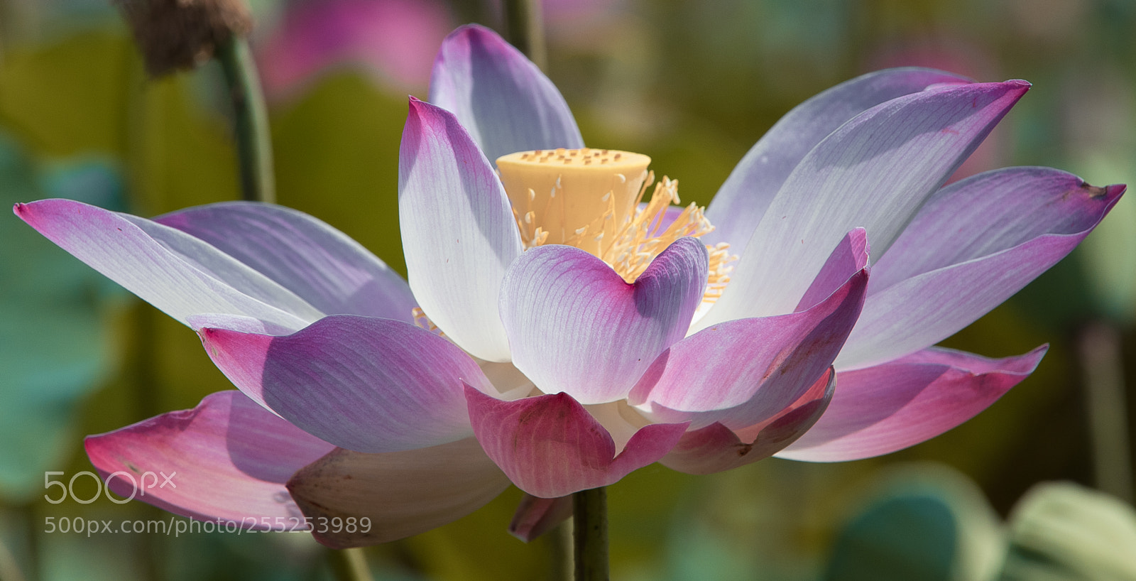 Canon EOS 80D sample photo. Lotus photography
