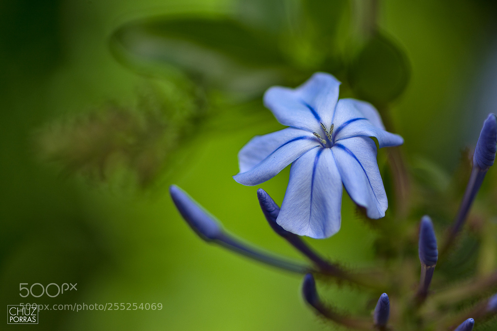 Nikon D7100 sample photo. Jazmin azul photography