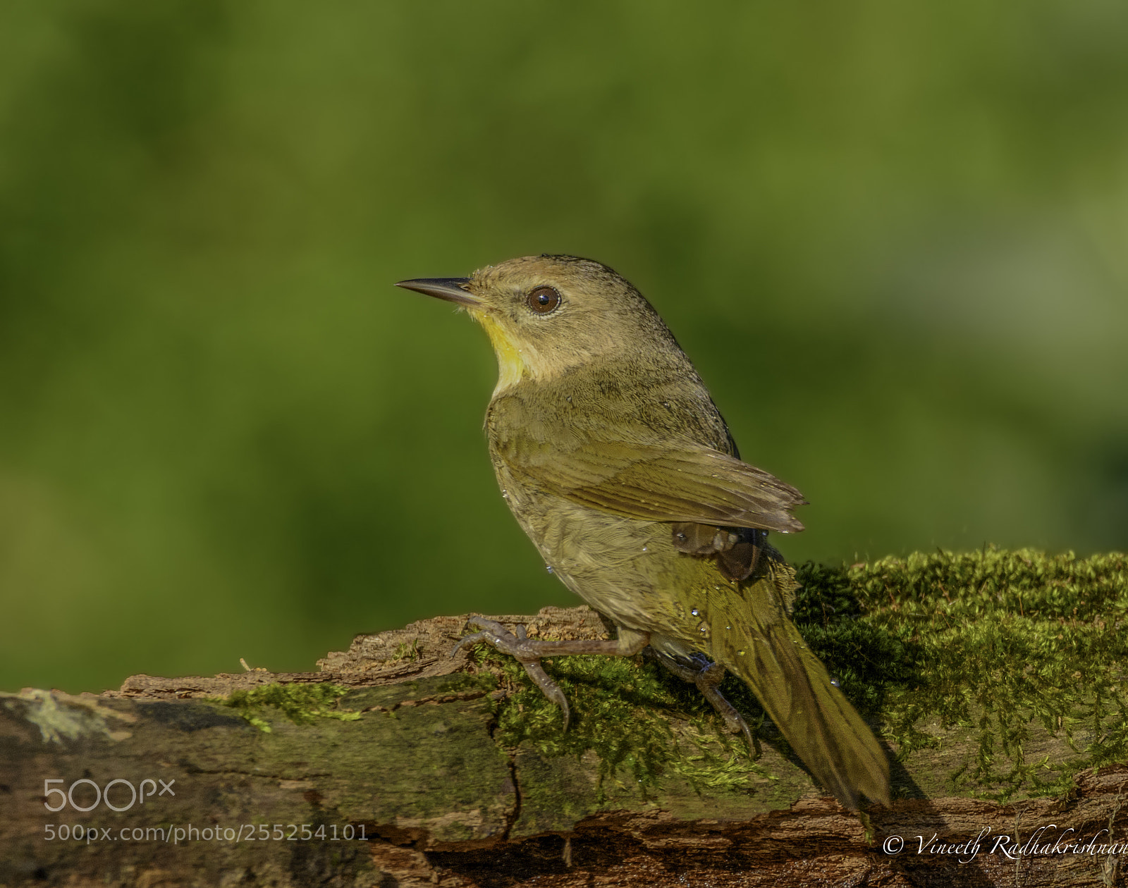 Nikon D7100 sample photo. Female common yellowthroat photography