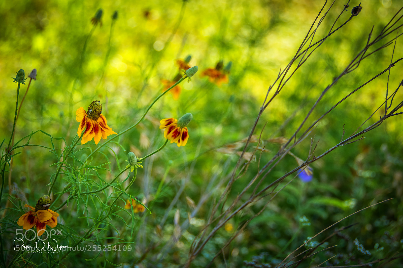 Nikon D7100 sample photo. Riverwalk wildflowers photography