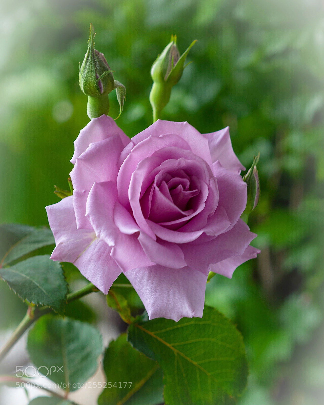 Nikon D800E sample photo. Rose  photography