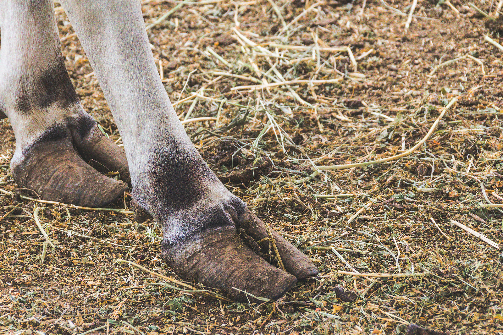 Canon EOS 1200D (EOS Rebel T5 / EOS Kiss X70 / EOS Hi) sample photo. Hooves of an animal photography