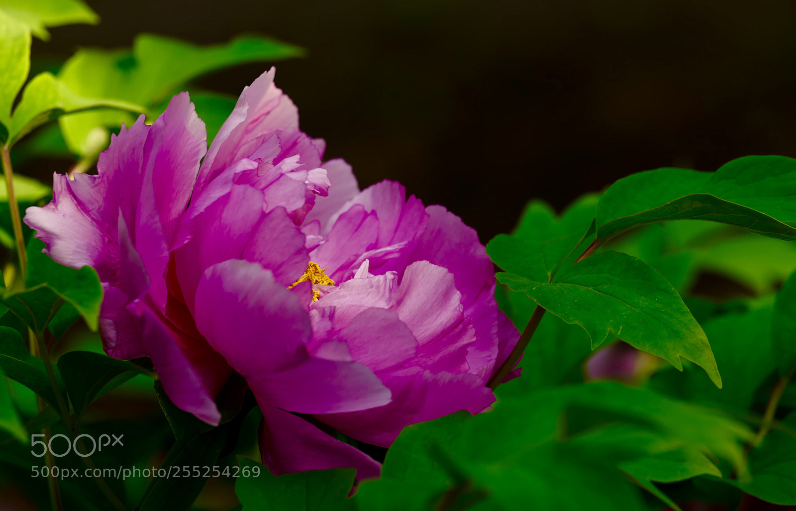 Leica SL (Typ 601) sample photo. Untitled photography