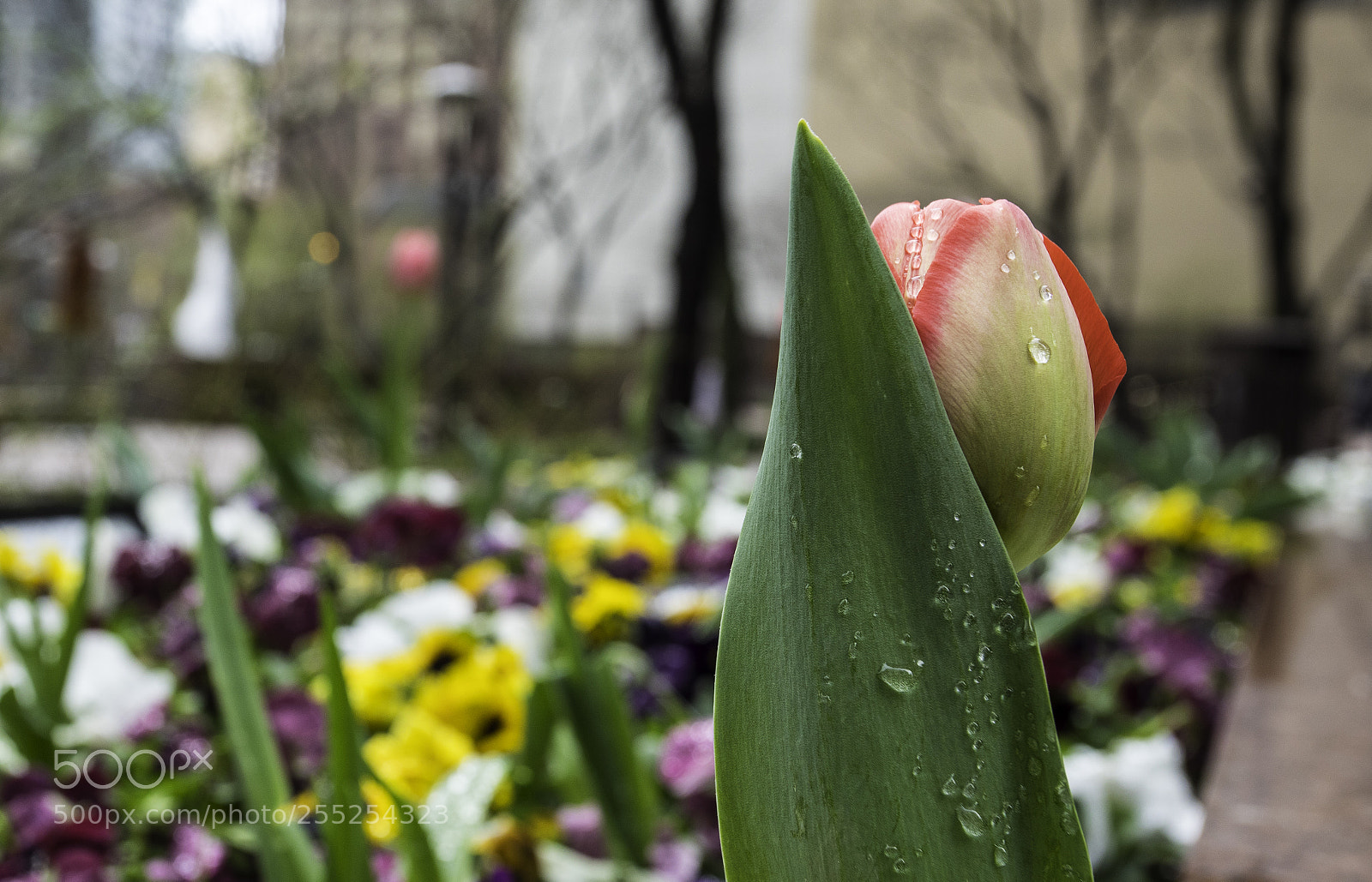 Canon EOS 5D Mark IV sample photo. Taking cover photography