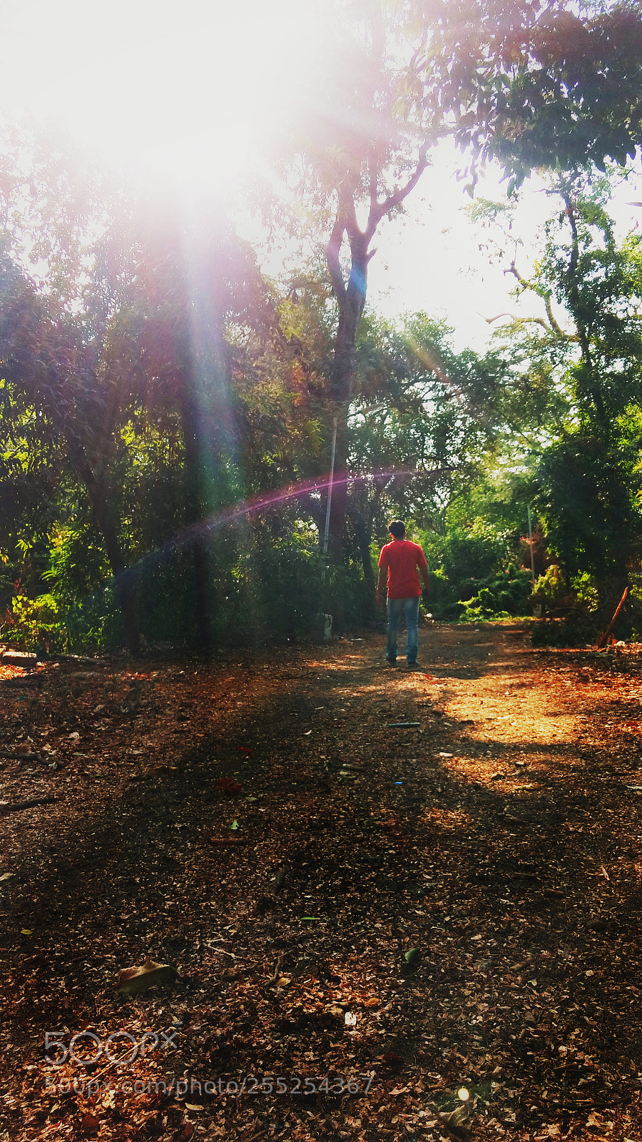 Motorola Moto G (4) sample photo. Forest photography