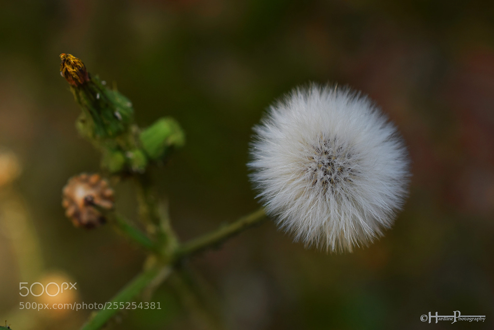 Nikon D3300 sample photo. Fluffy photography