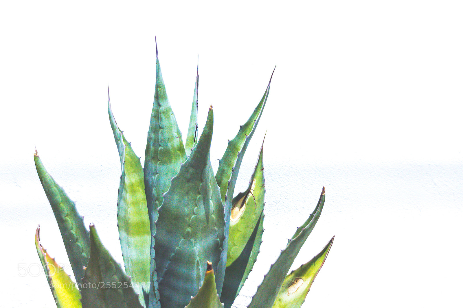 Canon EOS 1200D (EOS Rebel T5 / EOS Kiss X70 / EOS Hi) sample photo. Sabila on white background photography