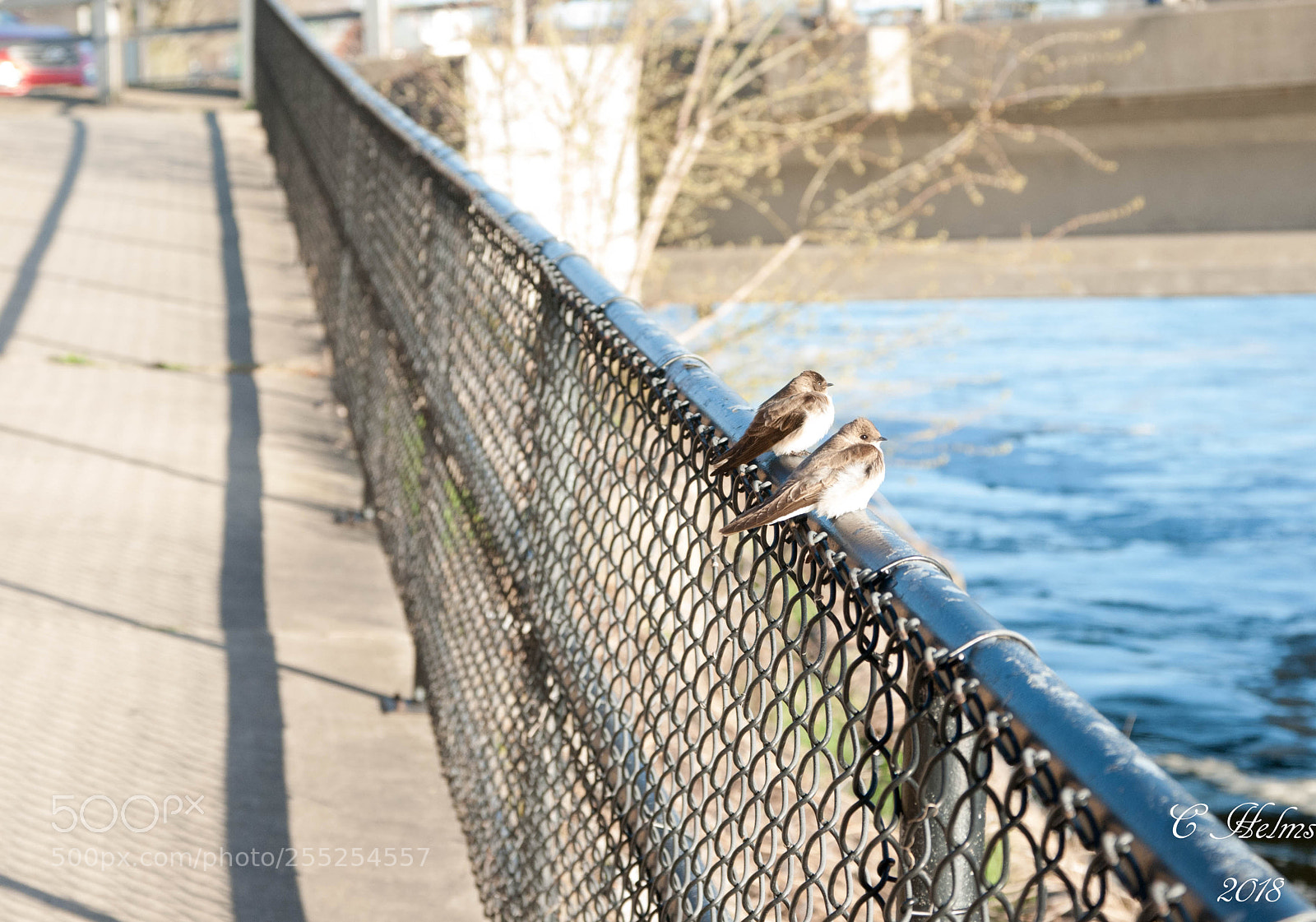 Nikon D200 sample photo. Birds on fence photography