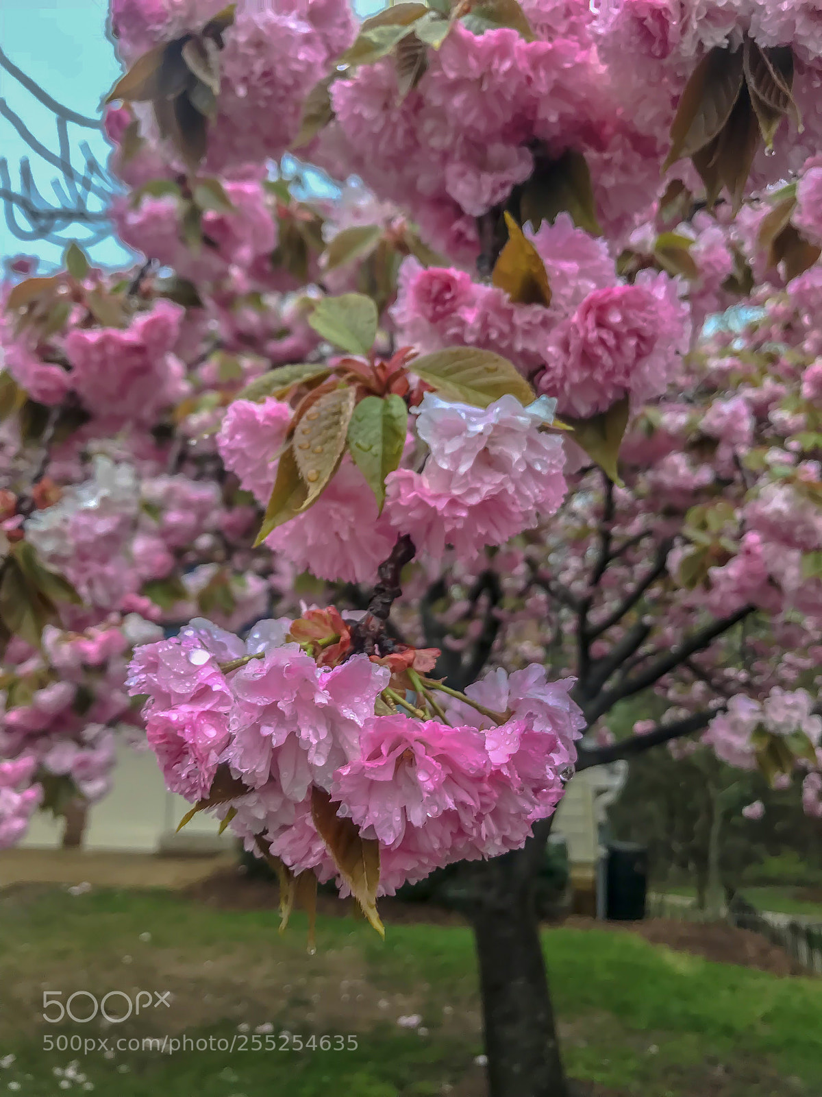 Apple iPhone 7 Plus sample photo. 2 post in 1 day  photography