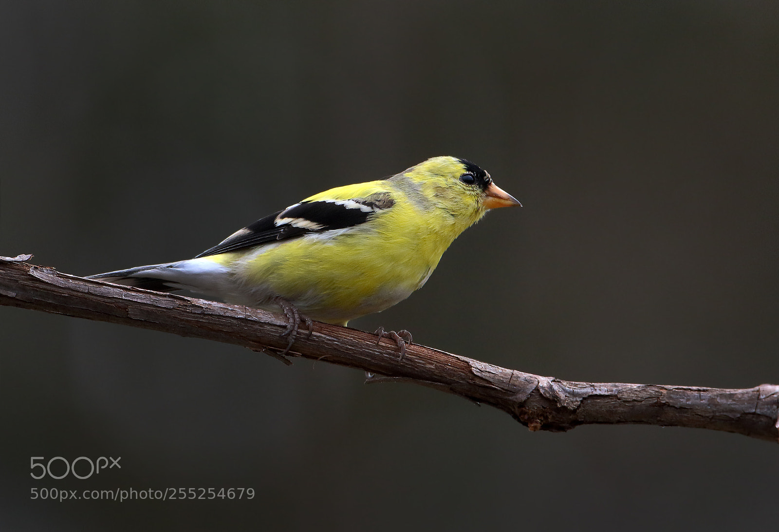 Canon EOS 7D Mark II sample photo. Breeding colors photography