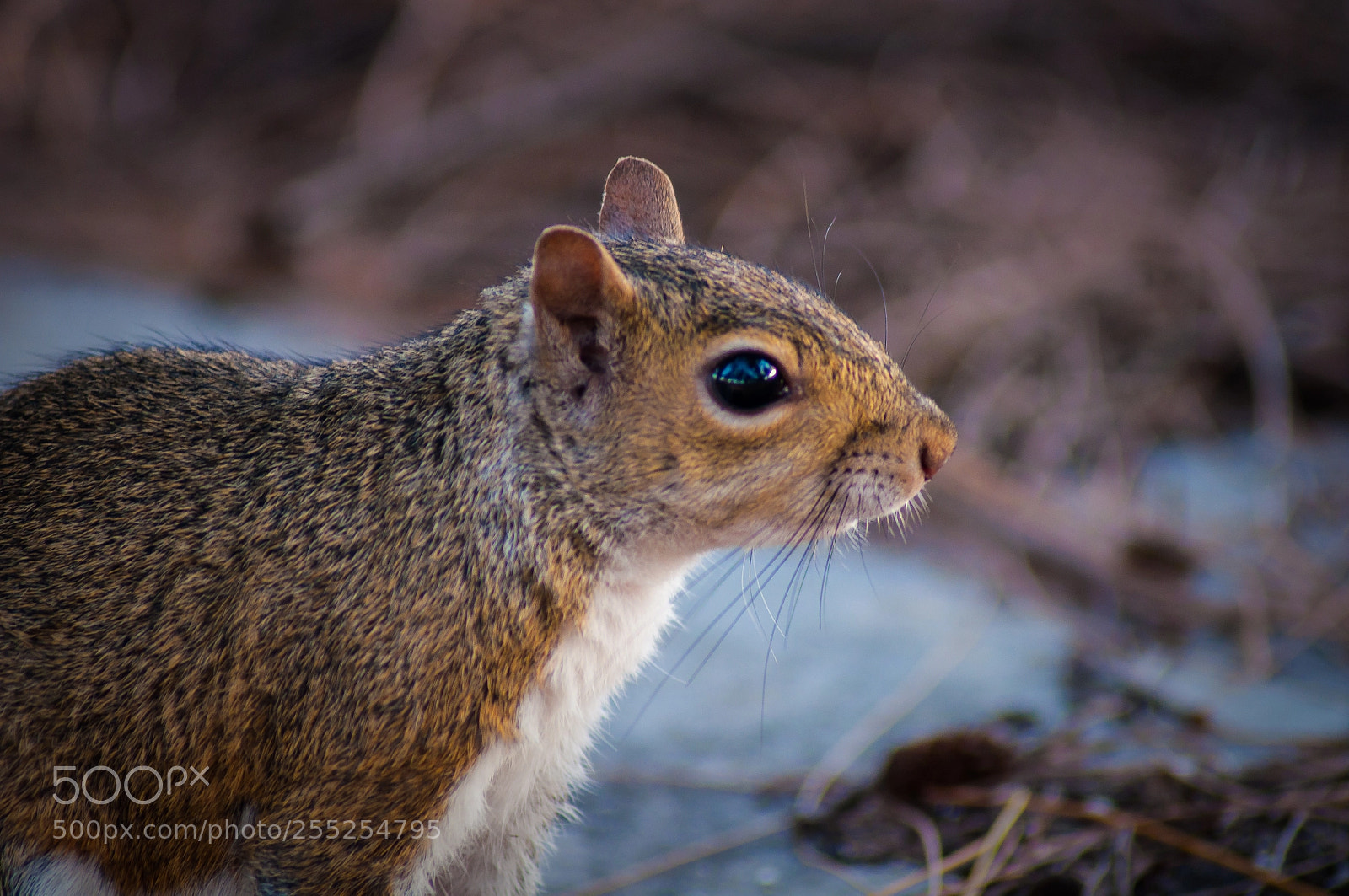 Nikon D5000 sample photo. Squirrel profile photography