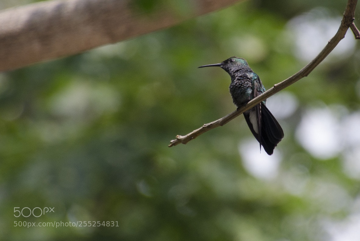 Nikon D5100 sample photo. Colibr de buf n photography