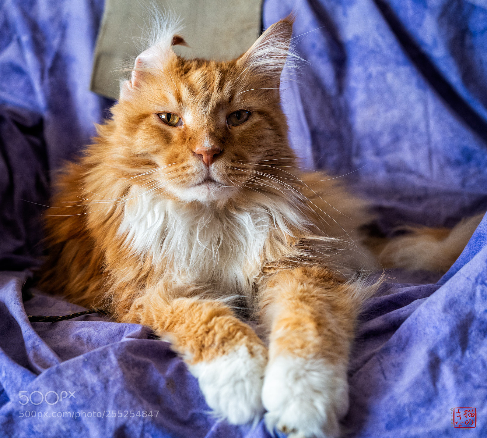 Sony a7 III sample photo. The casual ear-flip photography