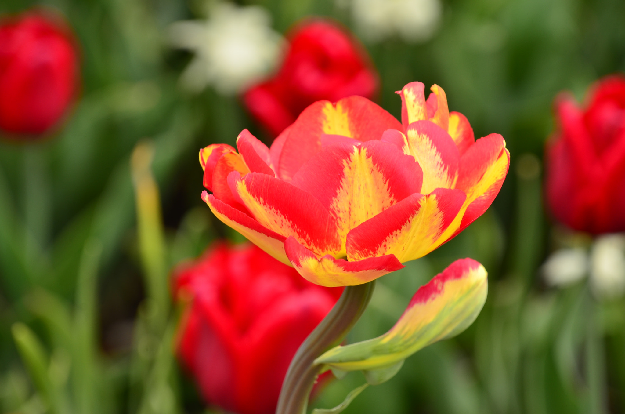 Nikon D7000 sample photo. Beauty of nature photography