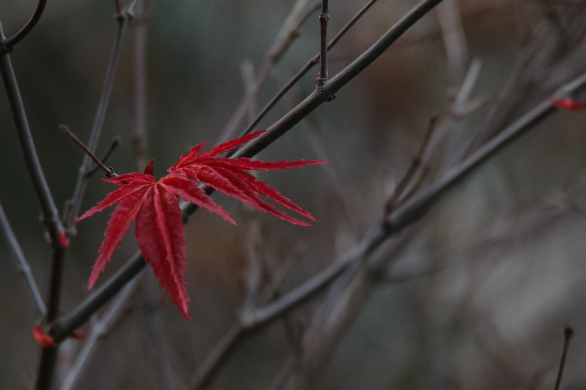 Canon EOS 80D sample photo. 孤红the lonely red leaf of spring day photography
