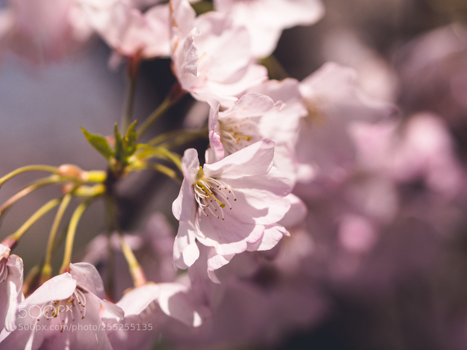 Panasonic Lumix DMC-GX8 sample photo. Cherry blossoms in dc! photography