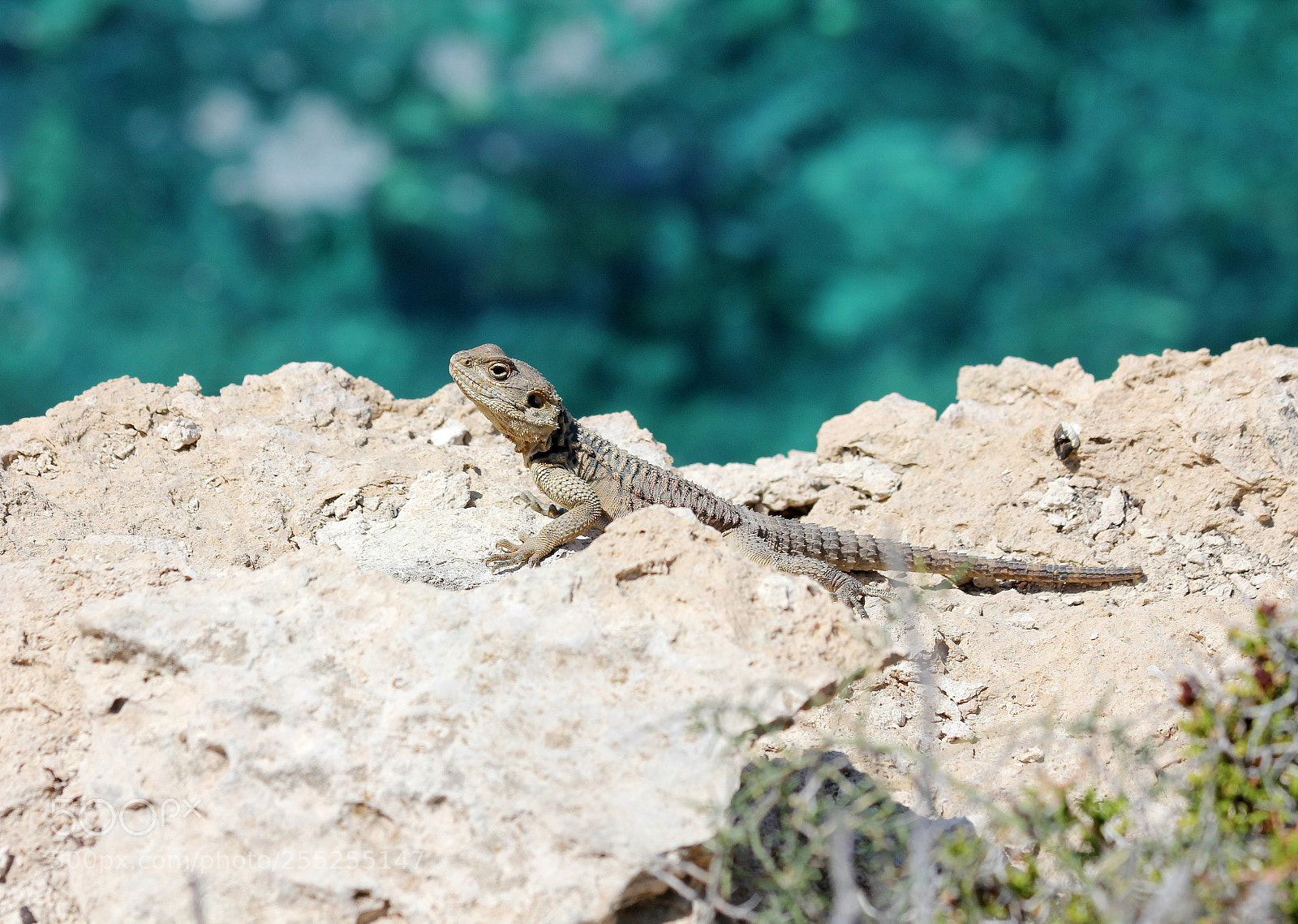 Canon EOS 60D sample photo. Lizard photography
