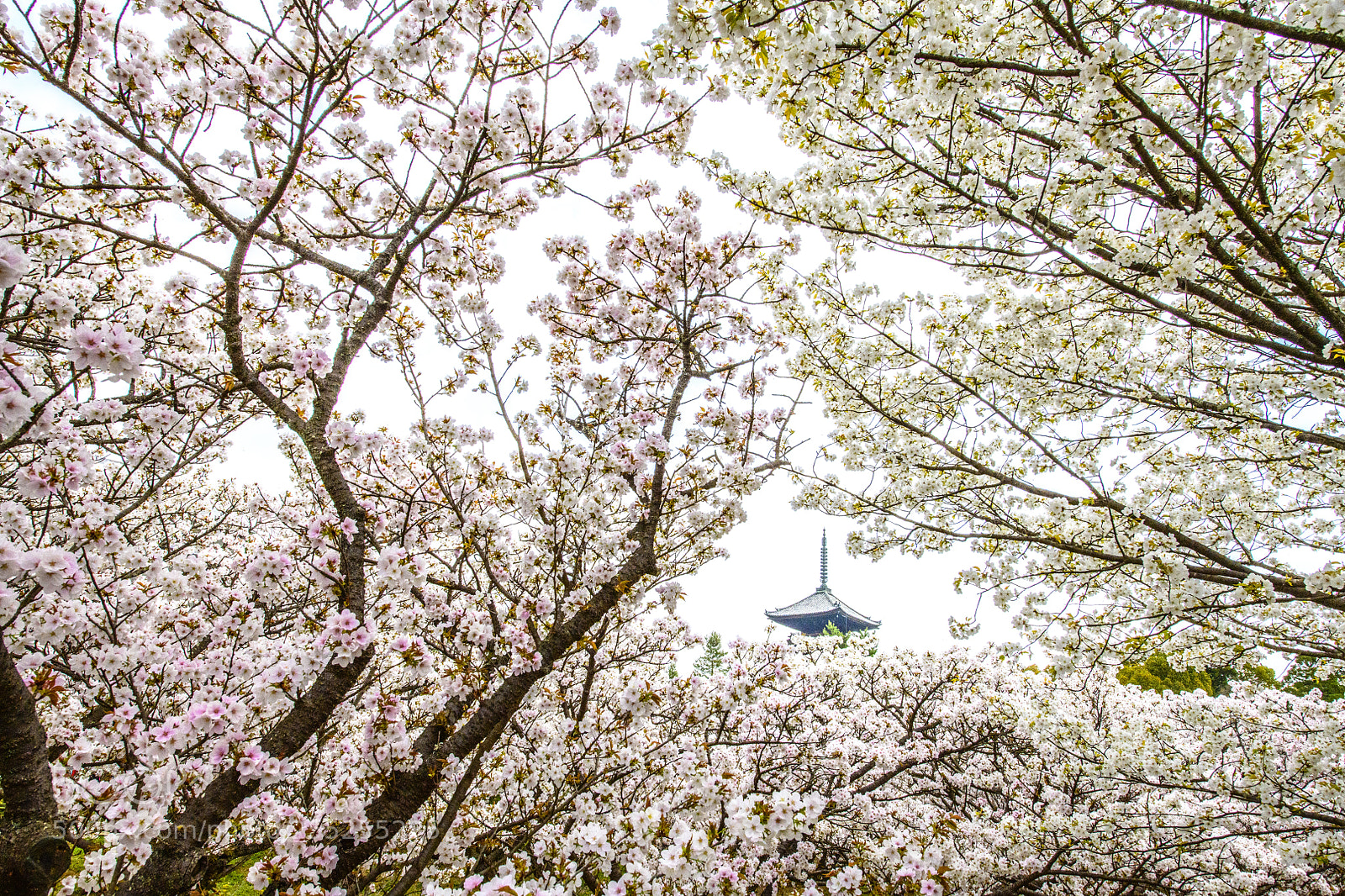 Nikon D850 sample photo. Ninna-ji (仁和寺) late blooming sakura photography