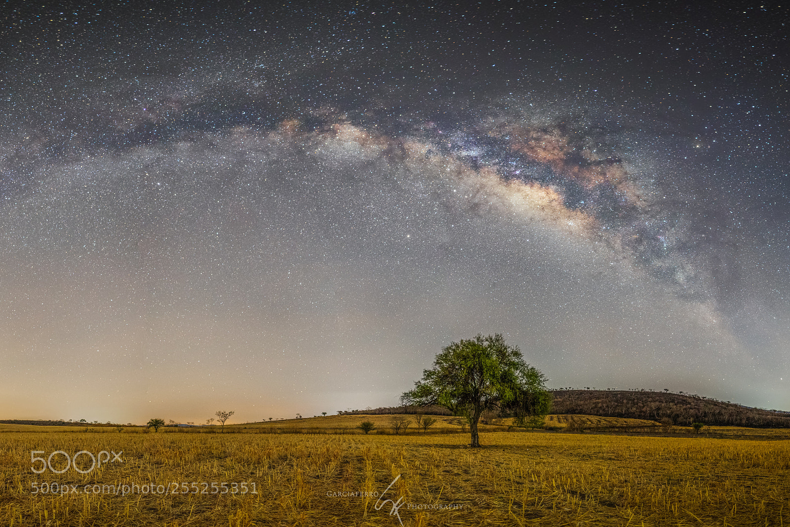 Canon EOS-1D X Mark II sample photo. Lonely tree and milky photography