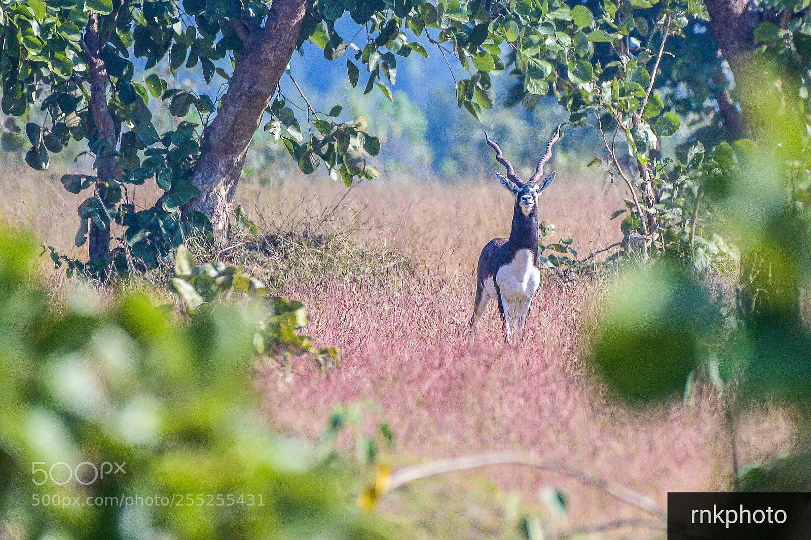 Nikon D500 sample photo. Black buck in natural photography