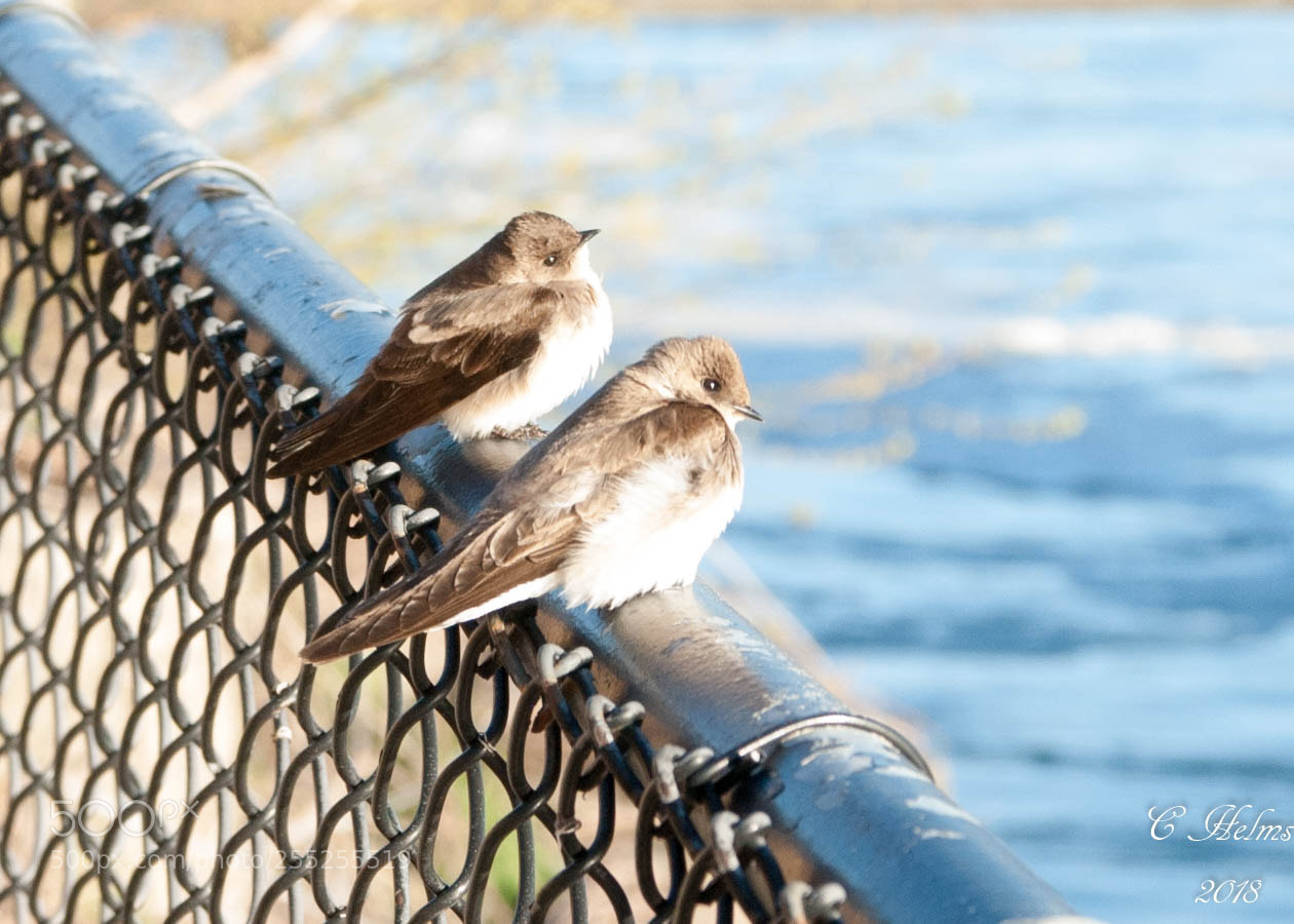 Nikon D200 sample photo. Birds on fence 2 photography