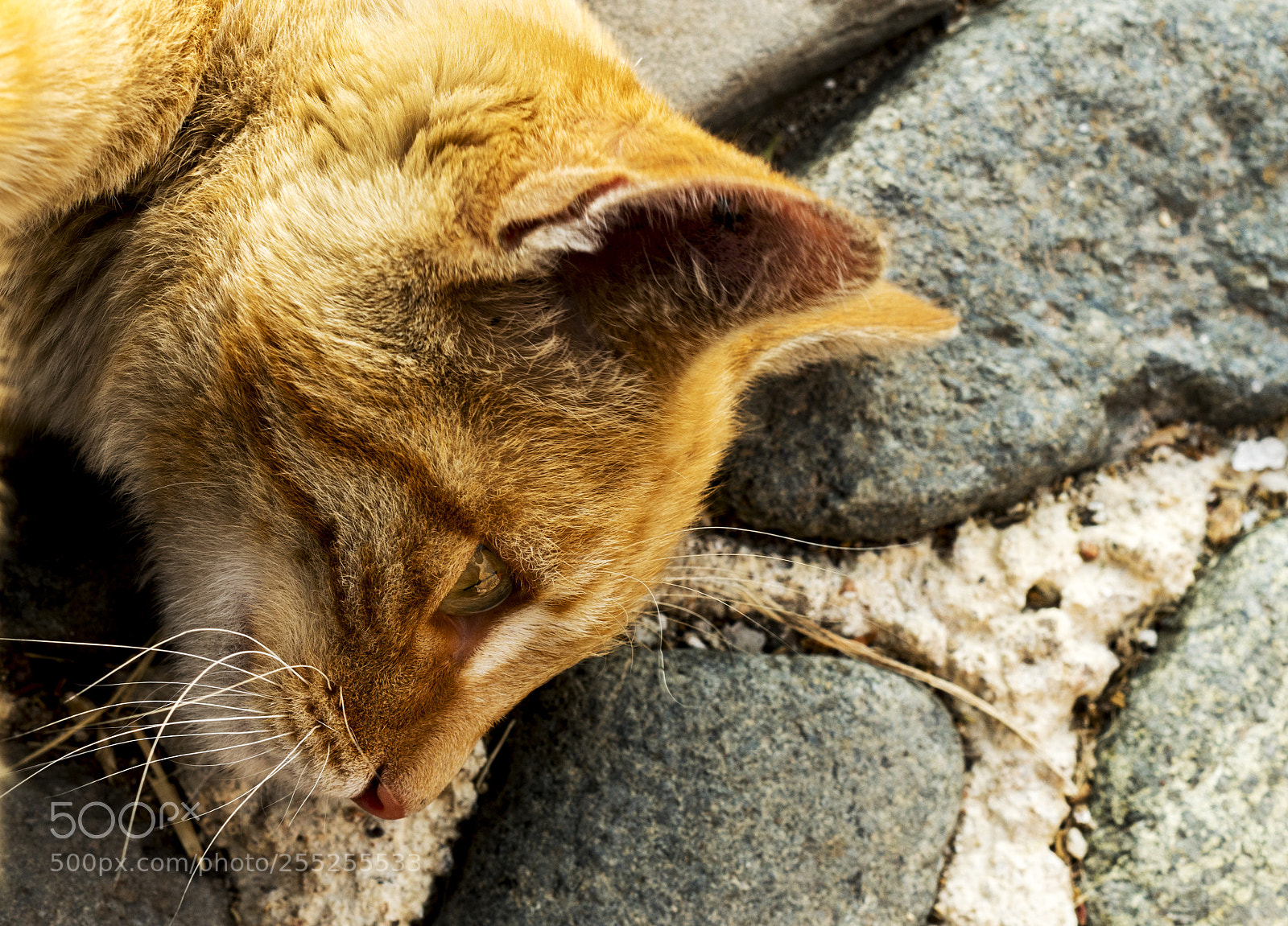 Nikon D5500 sample photo. Cat 2 photography
