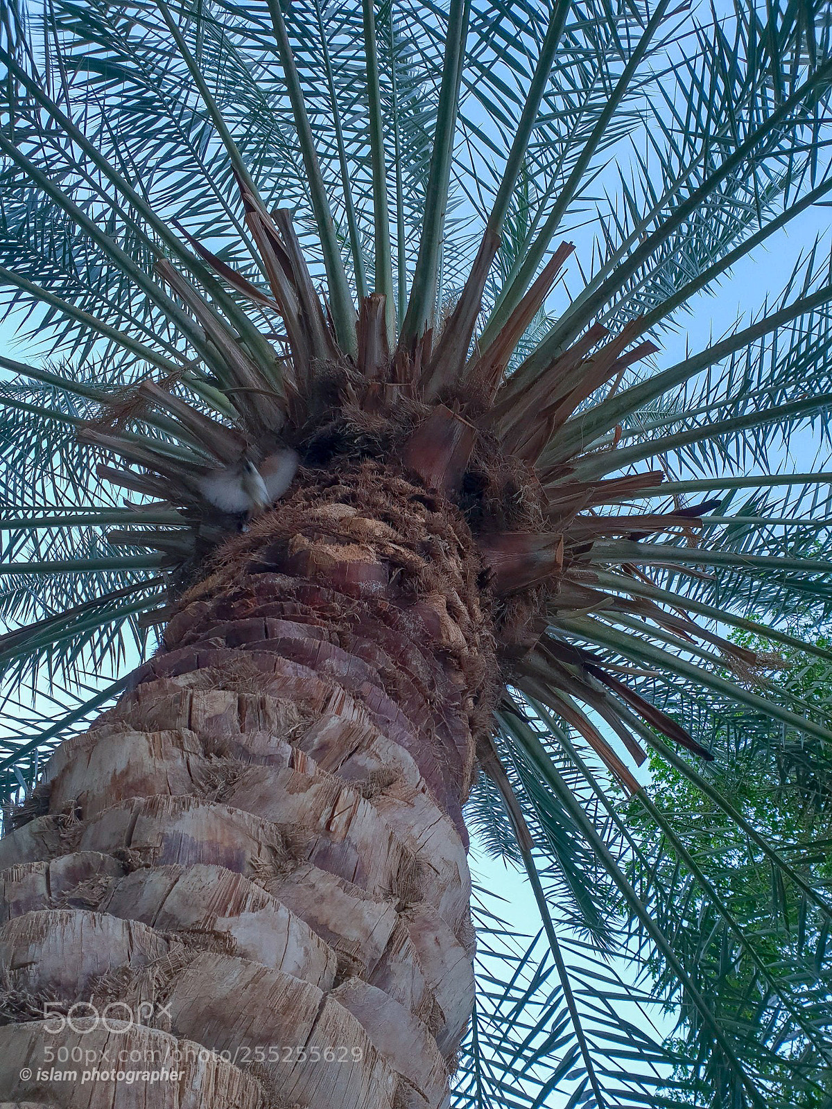 Samsung Galaxy S9+ sample photo. Under the palm photography