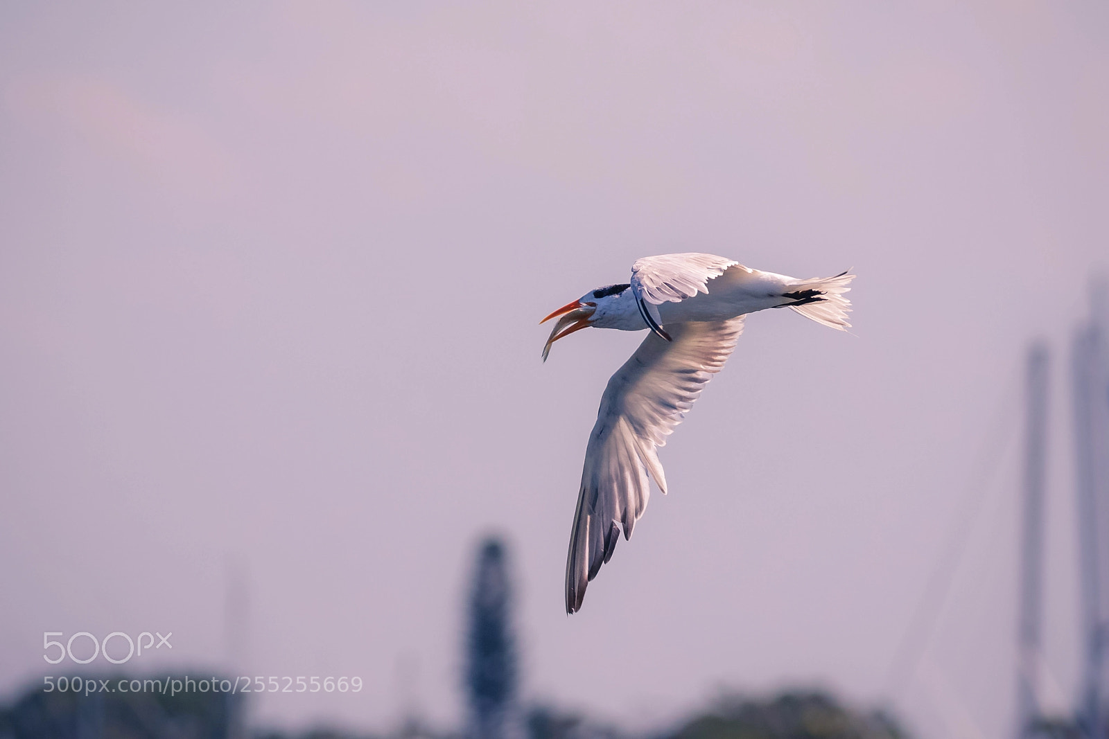 Canon EOS 7D Mark II sample photo. On the fly photography