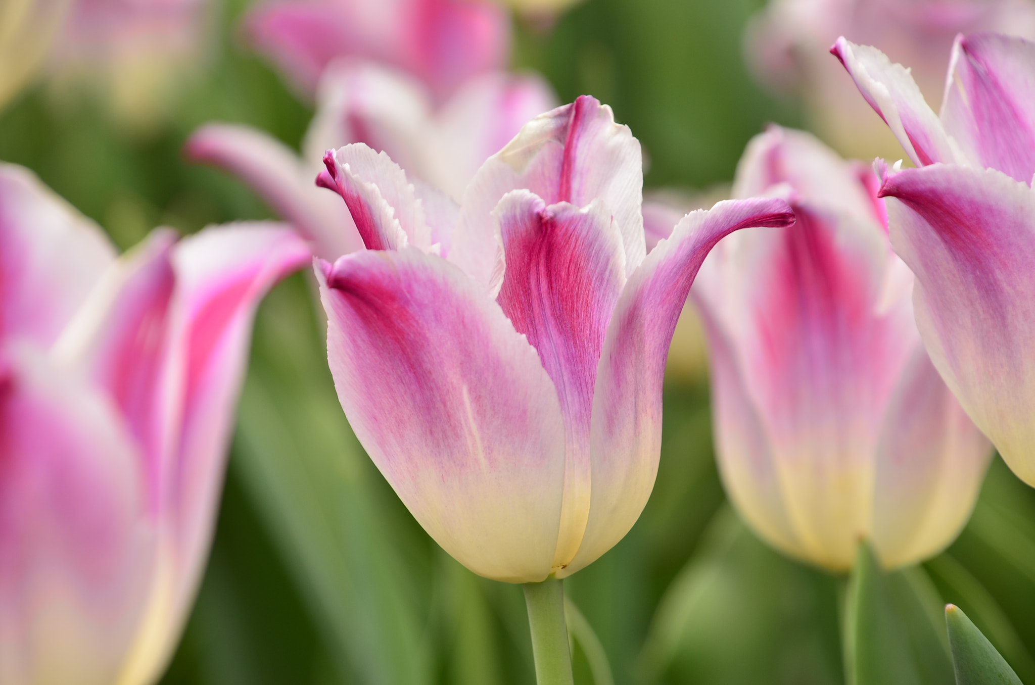 Nikon D7000 sample photo. Pink tulips photography