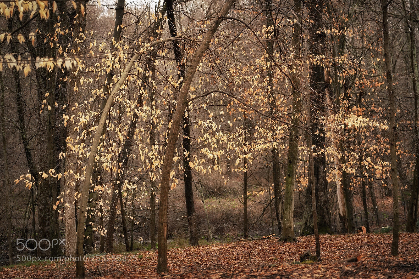 Sony a7R II sample photo. Woodland  photography