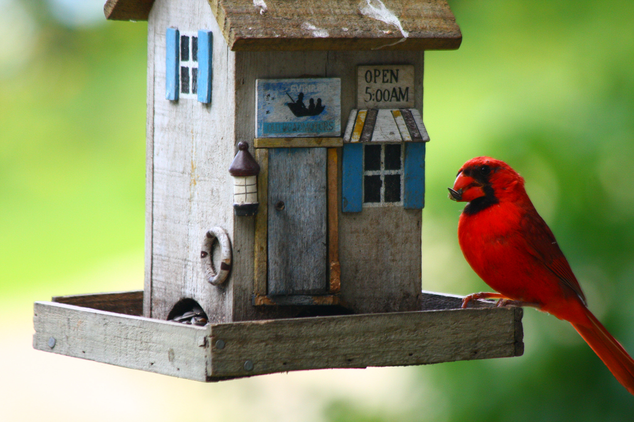 Canon EOS 40D sample photo. Cardinal eating sunflower seeds photography