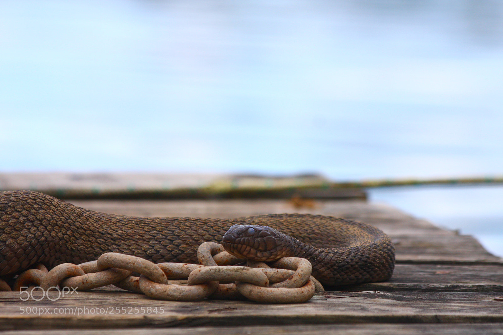 Canon EOS 40D sample photo. Snake sunning itself on photography