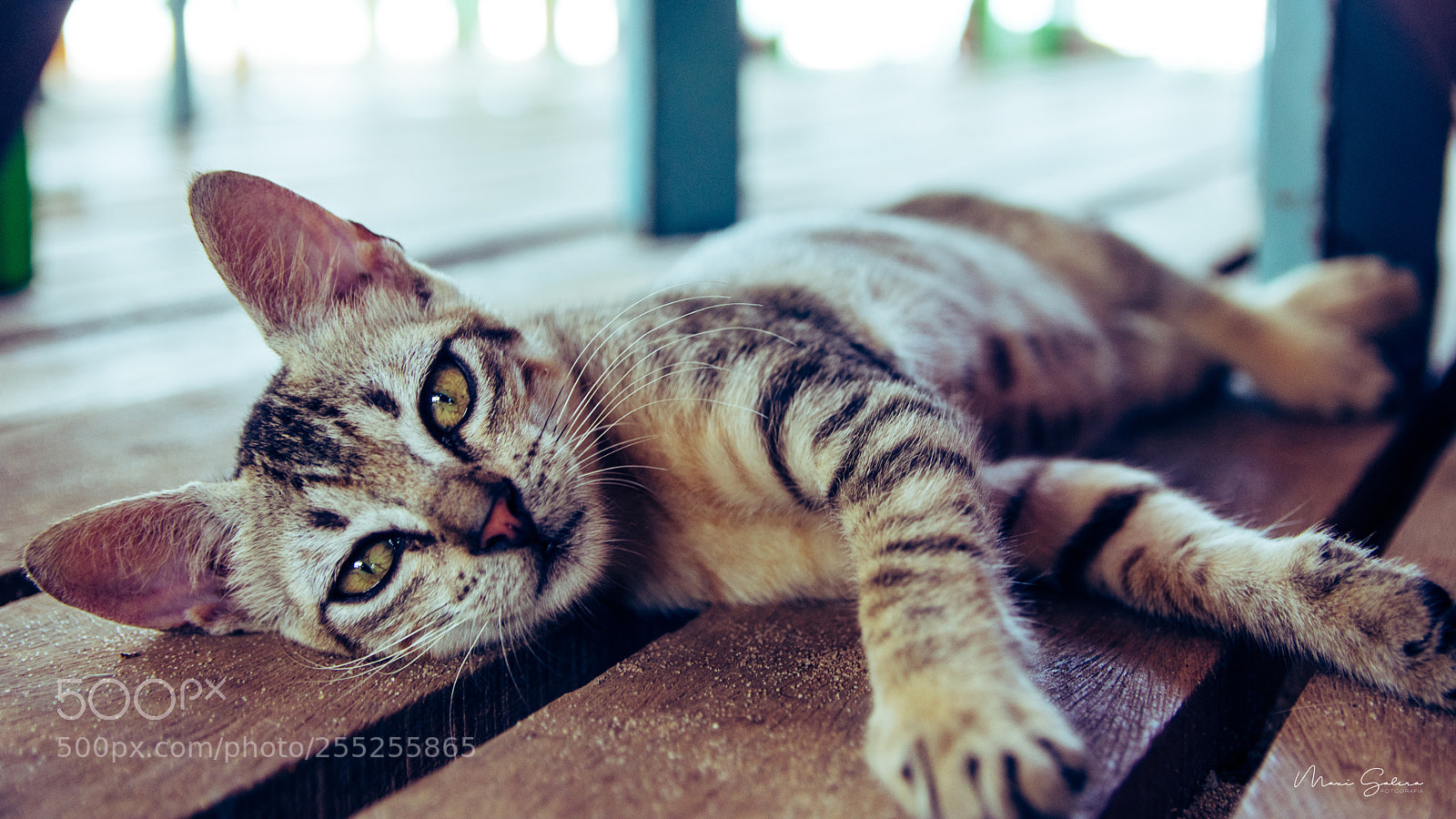Nikon D3400 sample photo. Cat of brasil photography