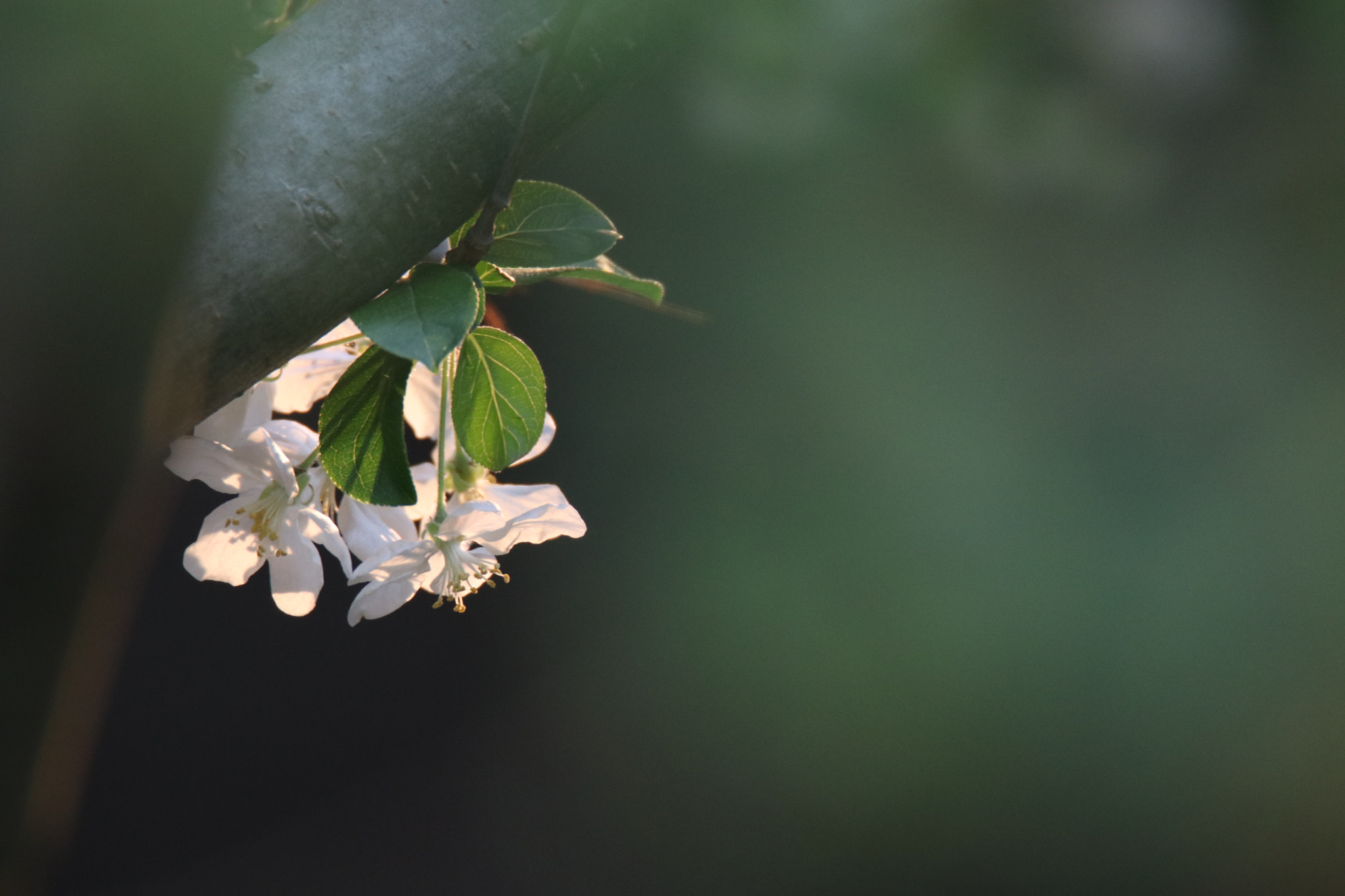 Tamron SP 150-600mm F5-6.3 Di VC USD sample photo. 光织花light weaving photography