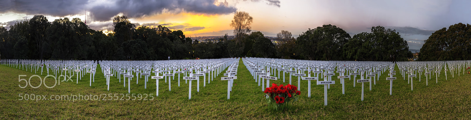 Nikon D800 sample photo. A field of remembrance photography
