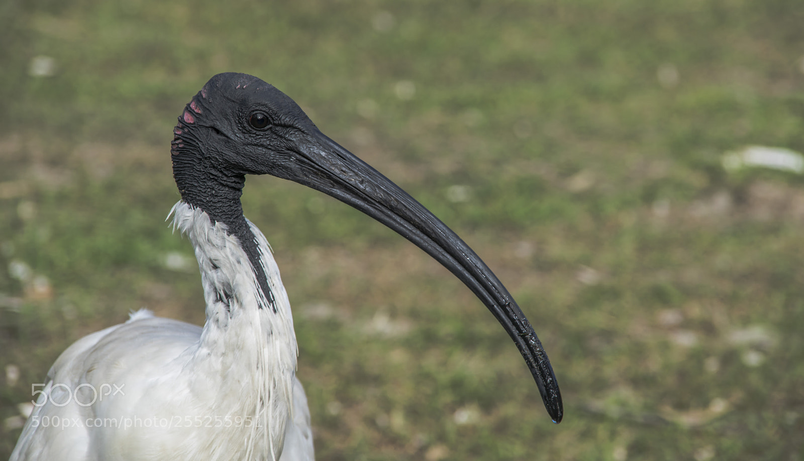 Nikon D5300 sample photo. Bird photography