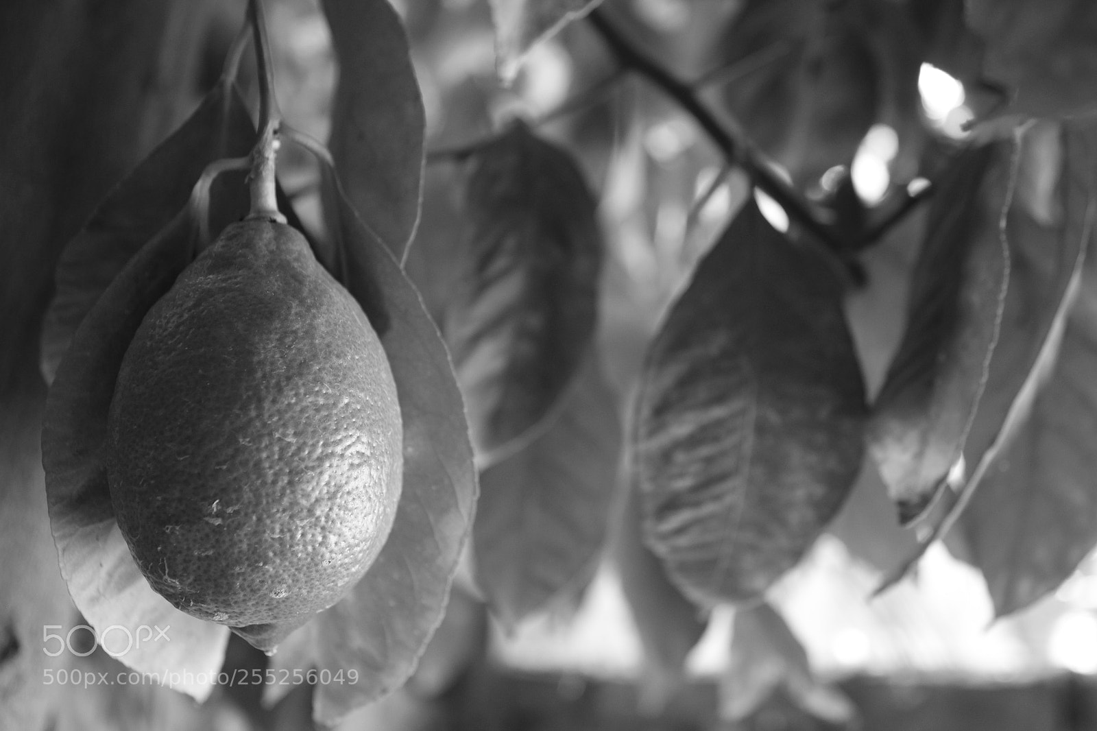 Canon EOS 1300D (EOS Rebel T6 / EOS Kiss X80) sample photo. Blanco y negro photography