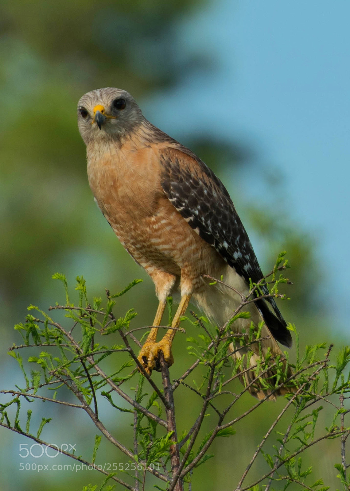 Nikon D810 sample photo. Hawk photography
