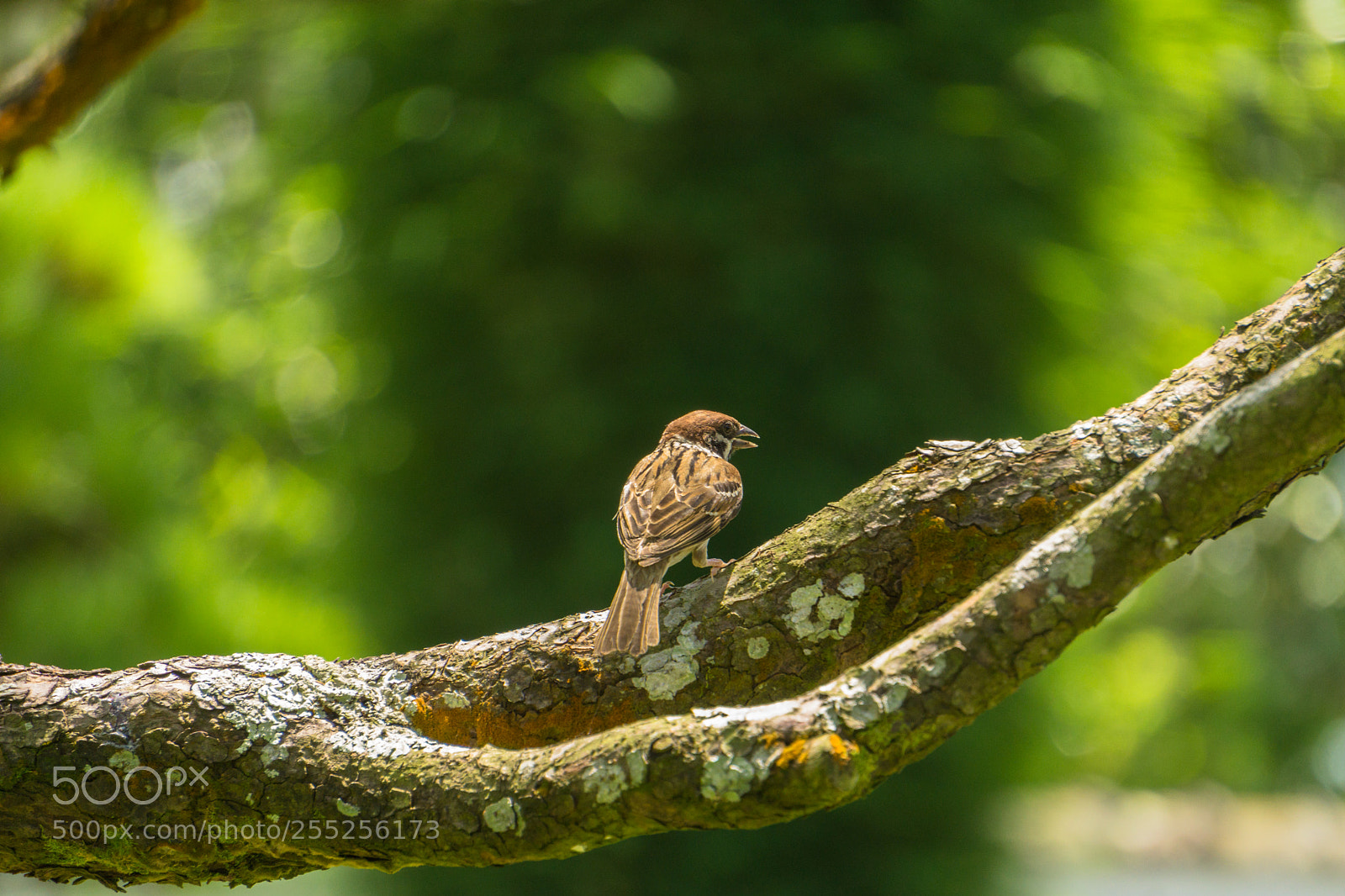Sony a6000 sample photo. Bird photography
