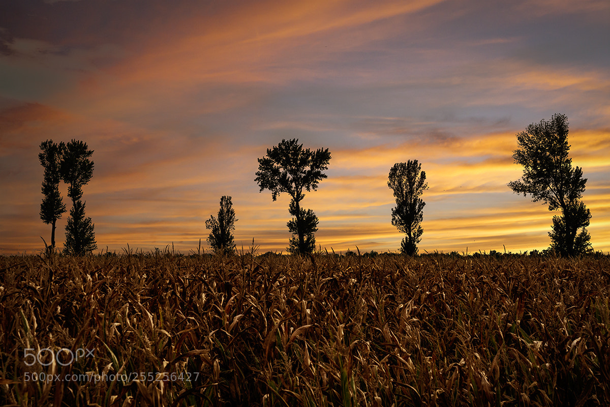 Sony a7R II sample photo. Corn field photography