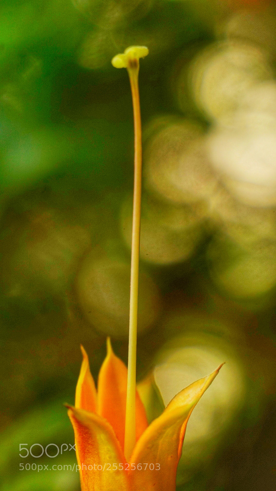 Sony a6300 sample photo. Its different ! photography