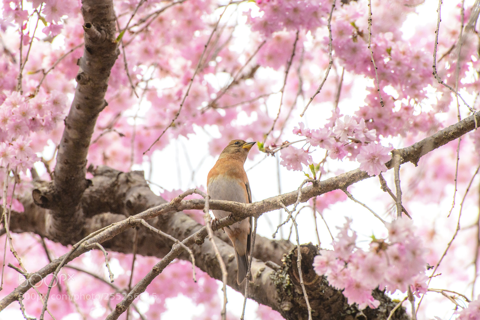 Nikon D850 sample photo. Sakura and bird photography