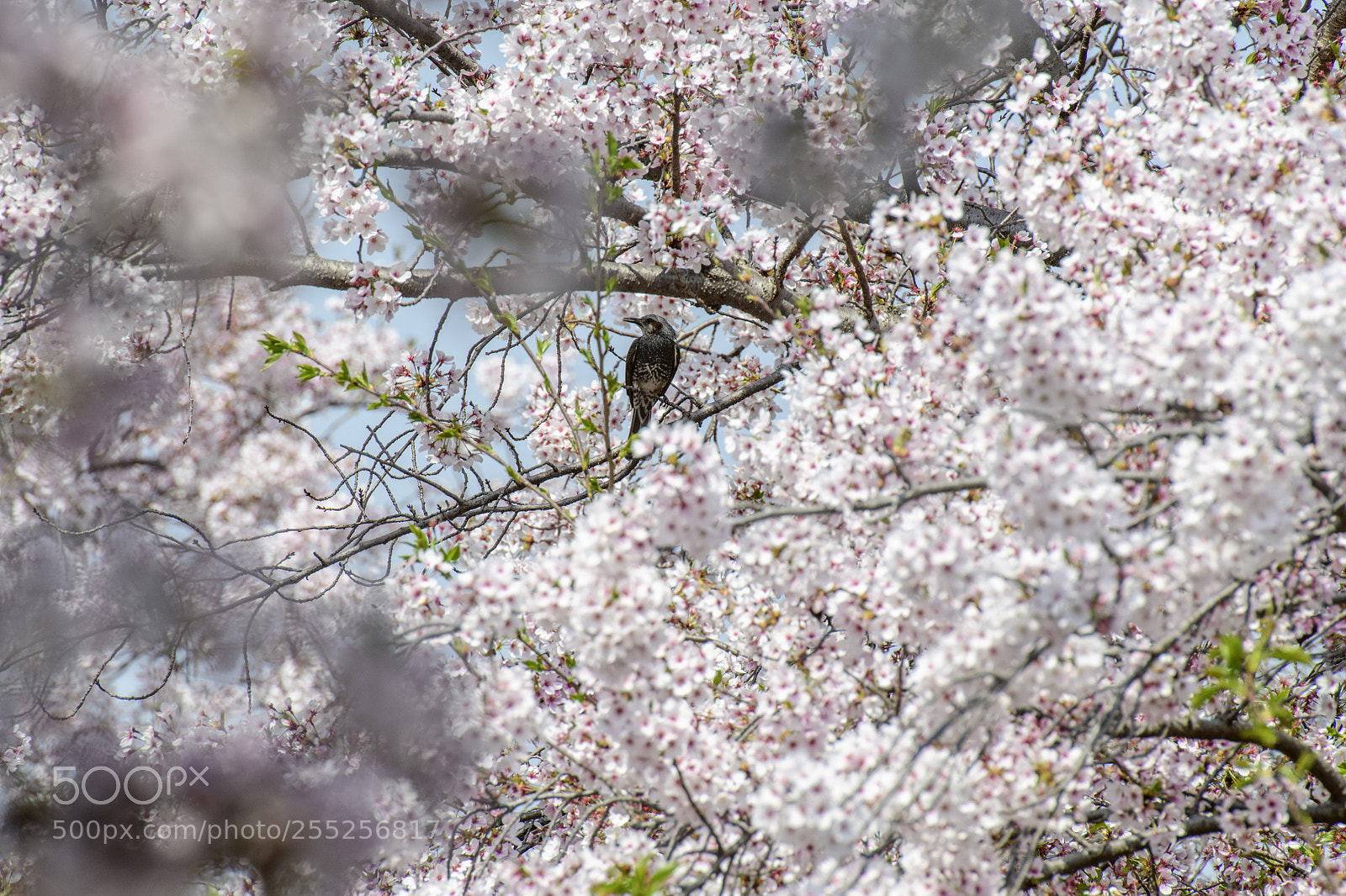 Nikon D850 sample photo. Sakura and bird photography