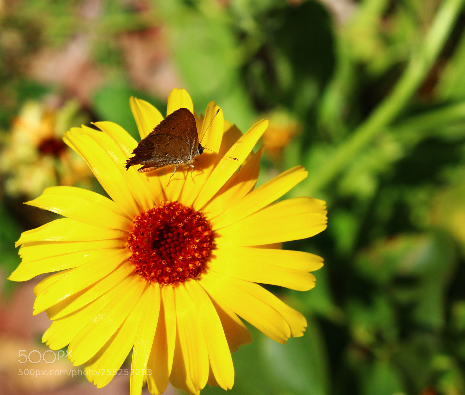 Canon EOS 1300D (EOS Rebel T6 / EOS Kiss X80) sample photo. Flor photography