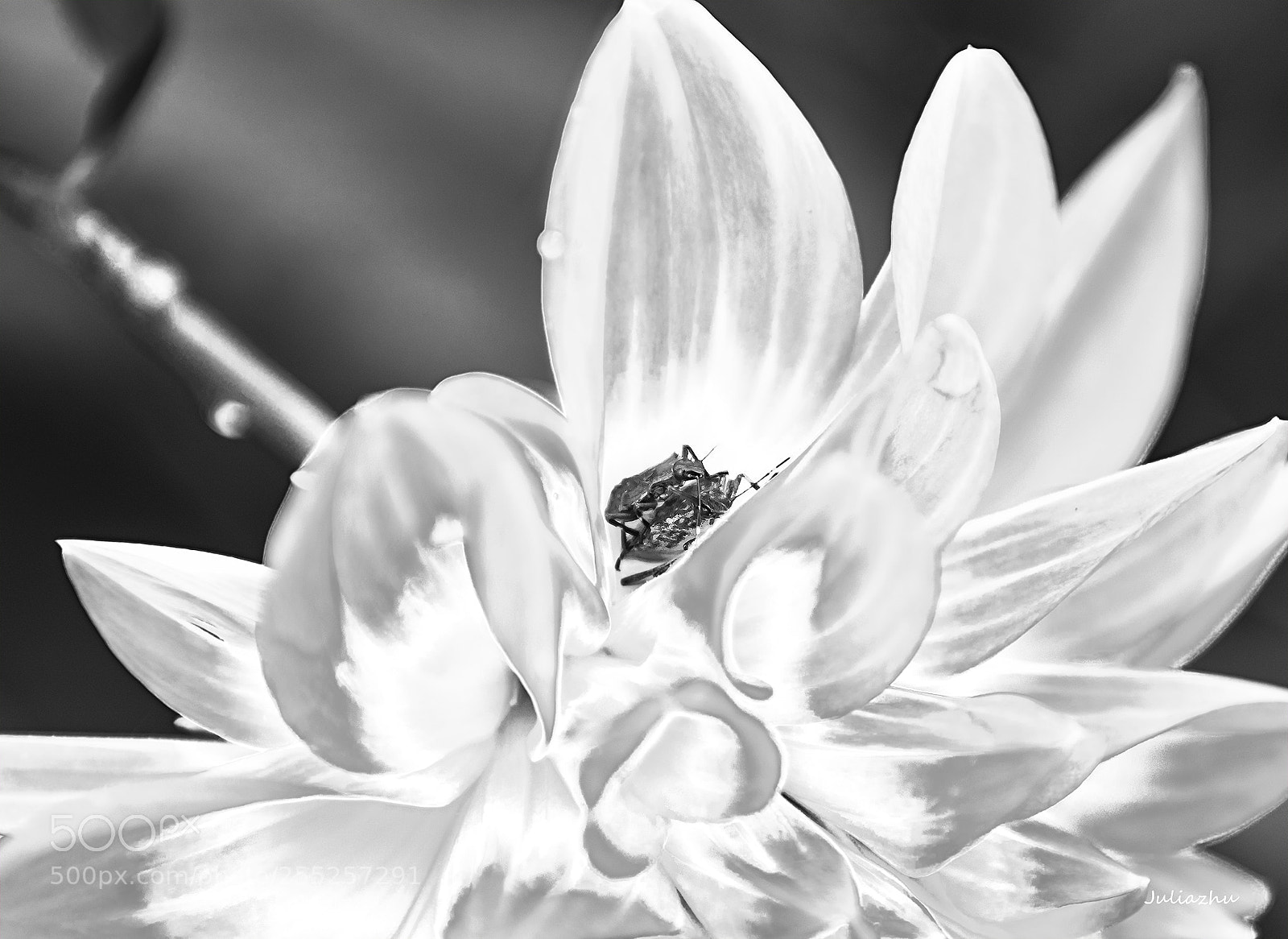 Canon EOS 5D Mark IV sample photo. Flower bed show love photography