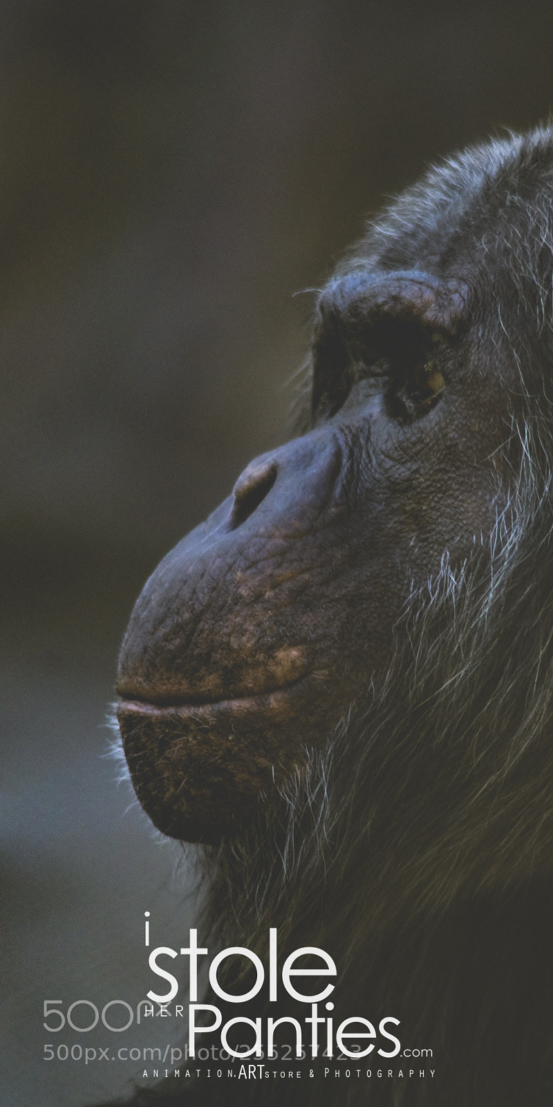 Sony a7R II sample photo. Yagiyama zoo sendai, miyagi photography