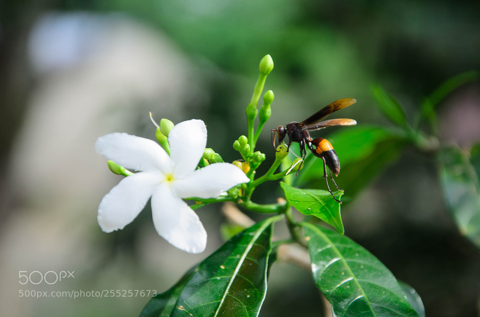 Nikon D7000 sample photo. Bee as pollinator photography